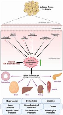 Role of flavonoids in controlling obesity: molecular targets and mechanisms